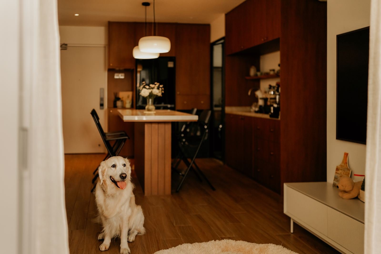 Golden retriever in a warm walnut kitchen